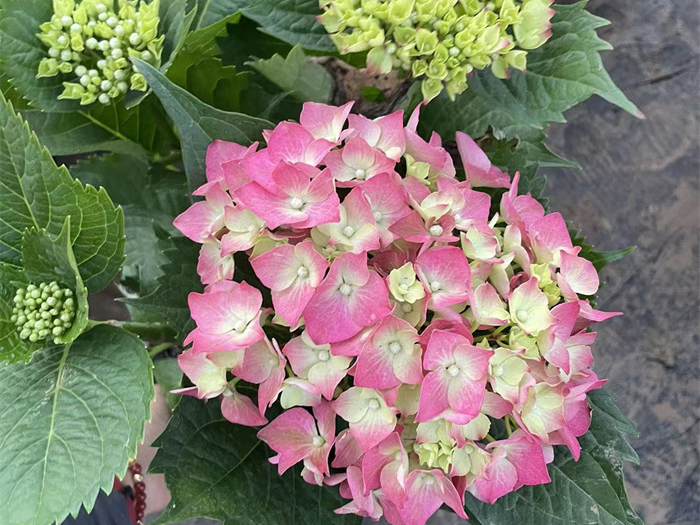 繡球
